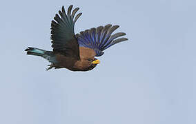 Broad-billed Roller