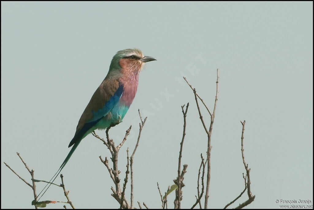 Lilac-breasted Roller