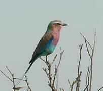 Lilac-breasted Roller