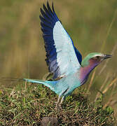 Lilac-breasted Roller