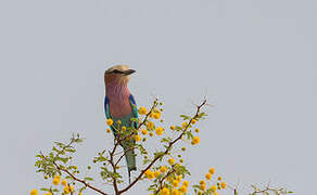 Lilac-breasted Roller