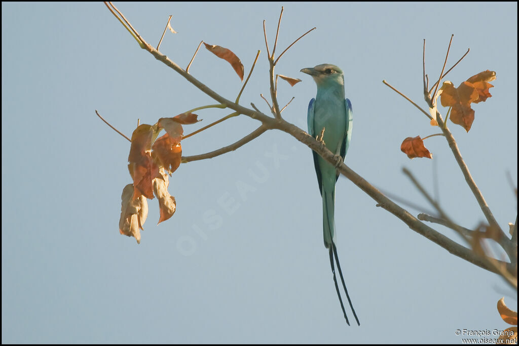 Abyssinian Roller