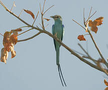 Abyssinian Roller