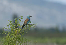 European Roller