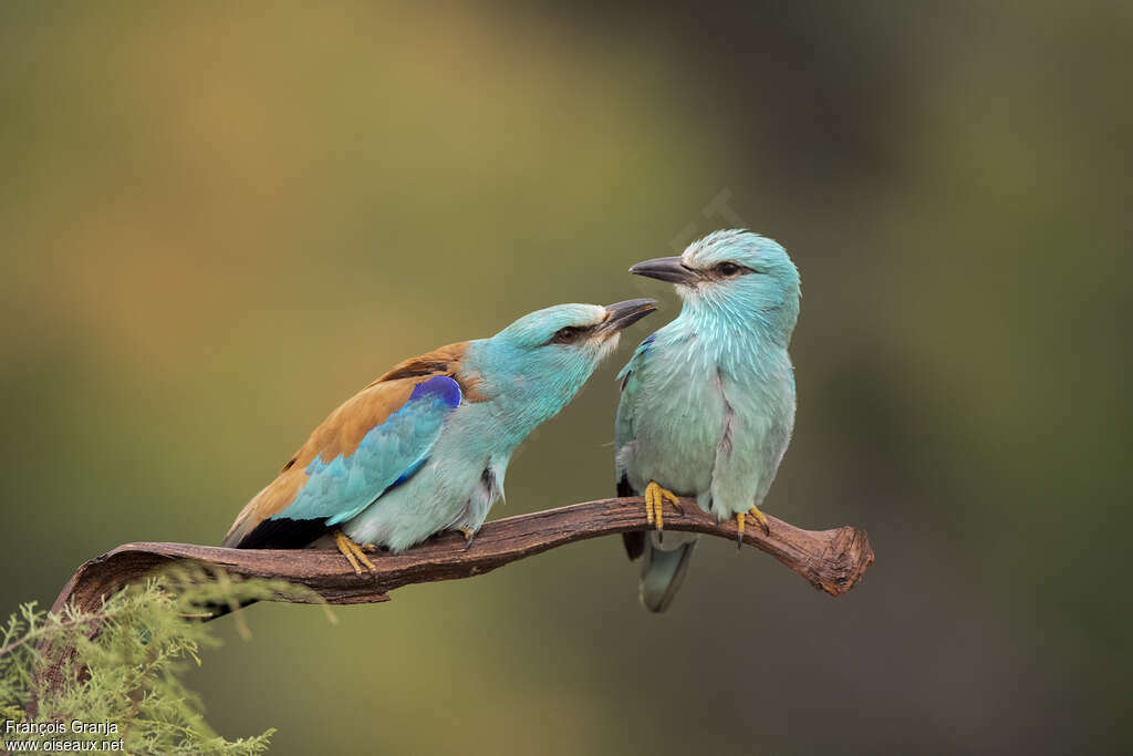 European Rolleradult