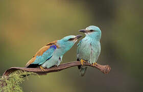 European Roller