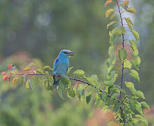 European Roller