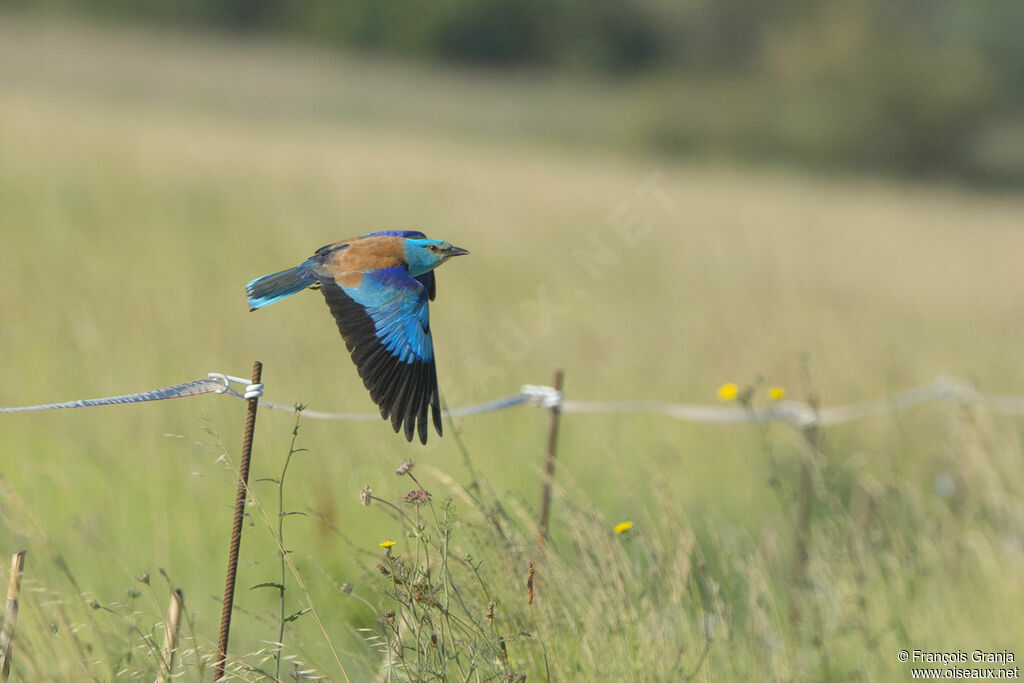 European Roller