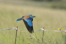 European Roller