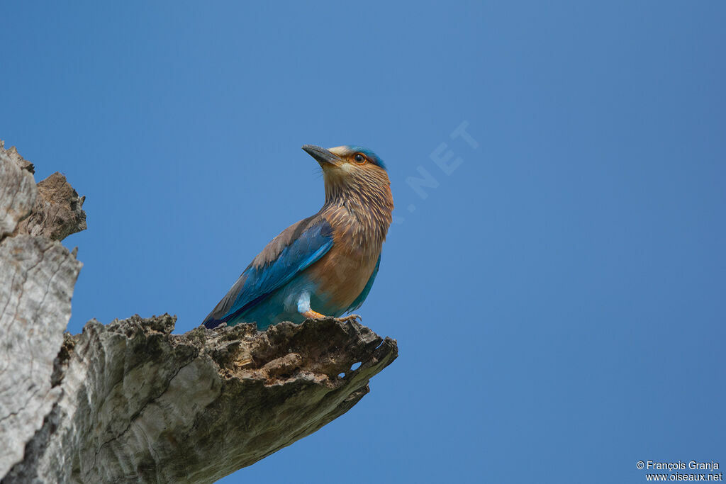 Indian Roller