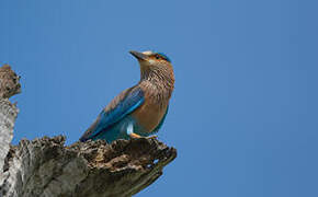 Indian Roller