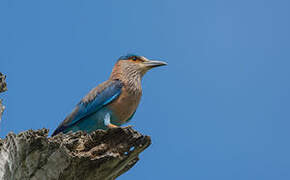 Indian Roller