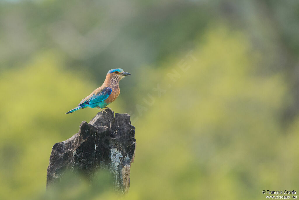 Indian Roller