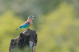 Indian Roller