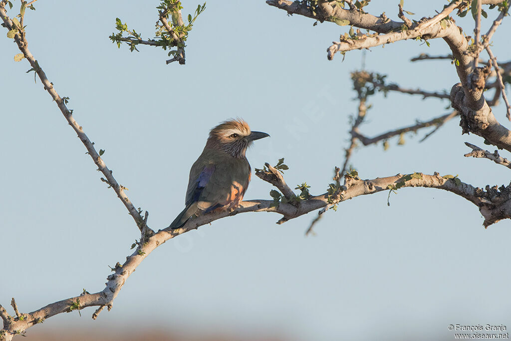 Purple Roller