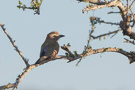 Purple Roller