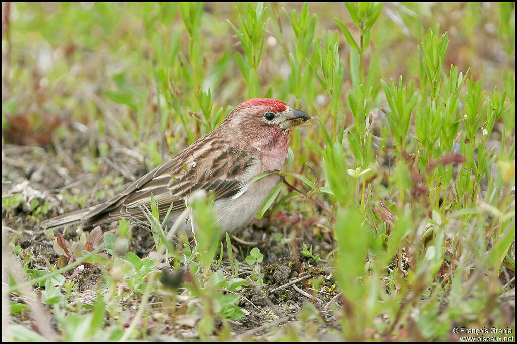 Cassin's Finch male adult