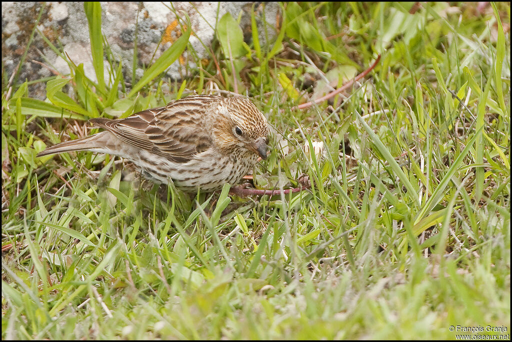 Cassin's Finch female adult