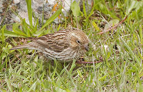 Cassin's Finch