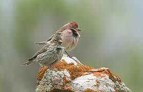 Cassin's Finch