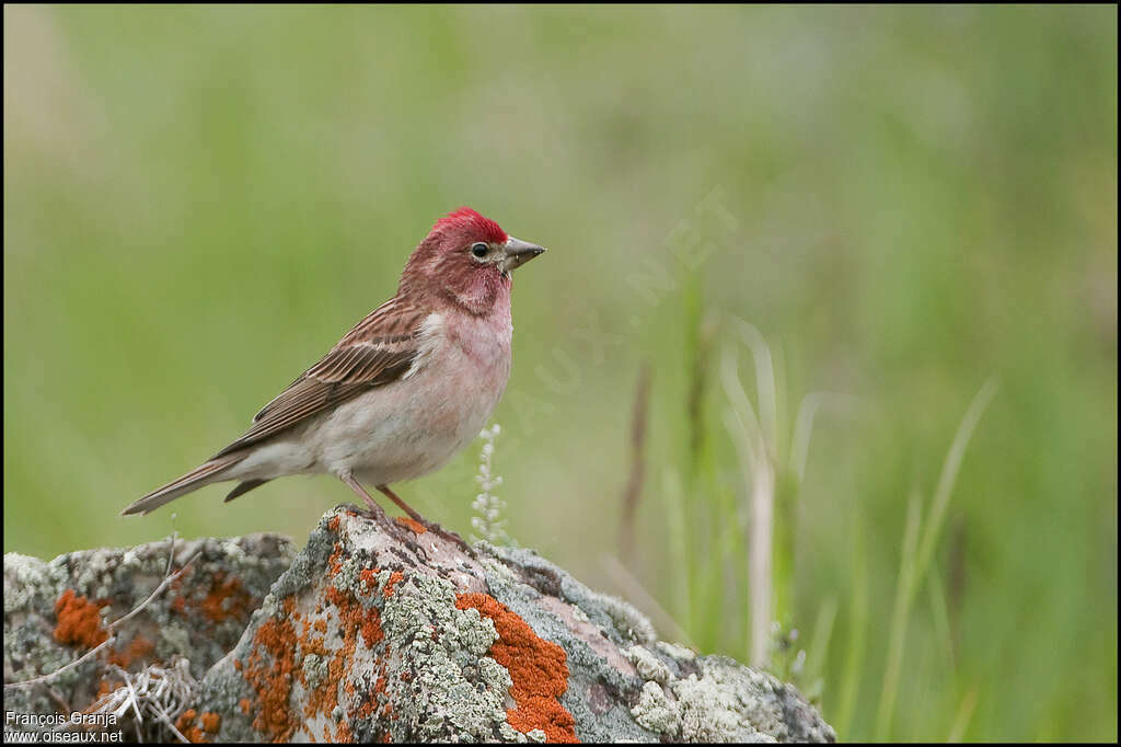 Roselin de Cassin mâle adulte, identification