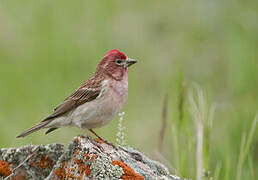 Cassin's Finch