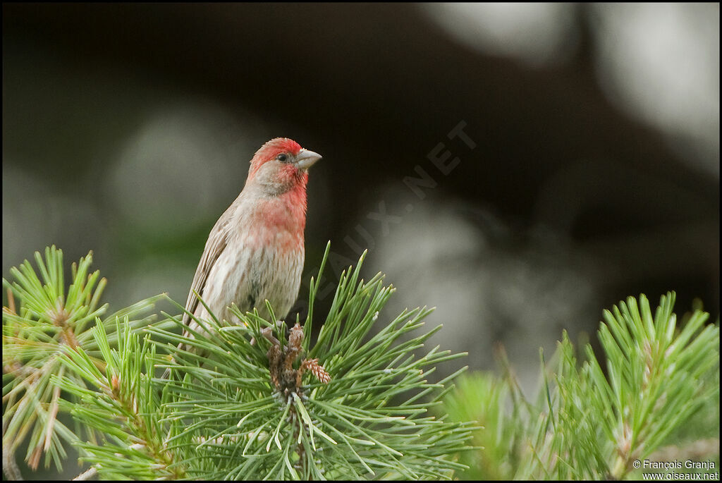 House Finch