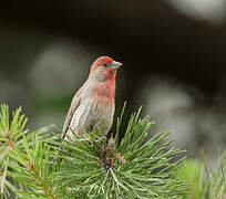 House Finch