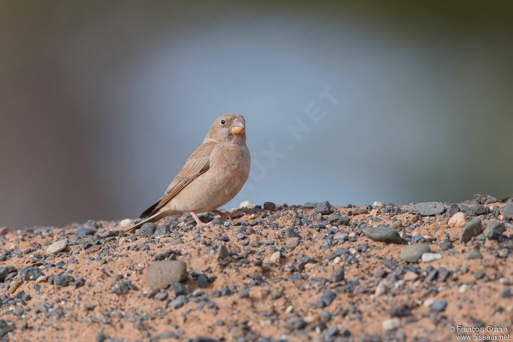 Trumpeter Finch