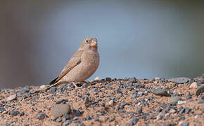 Trumpeter Finch