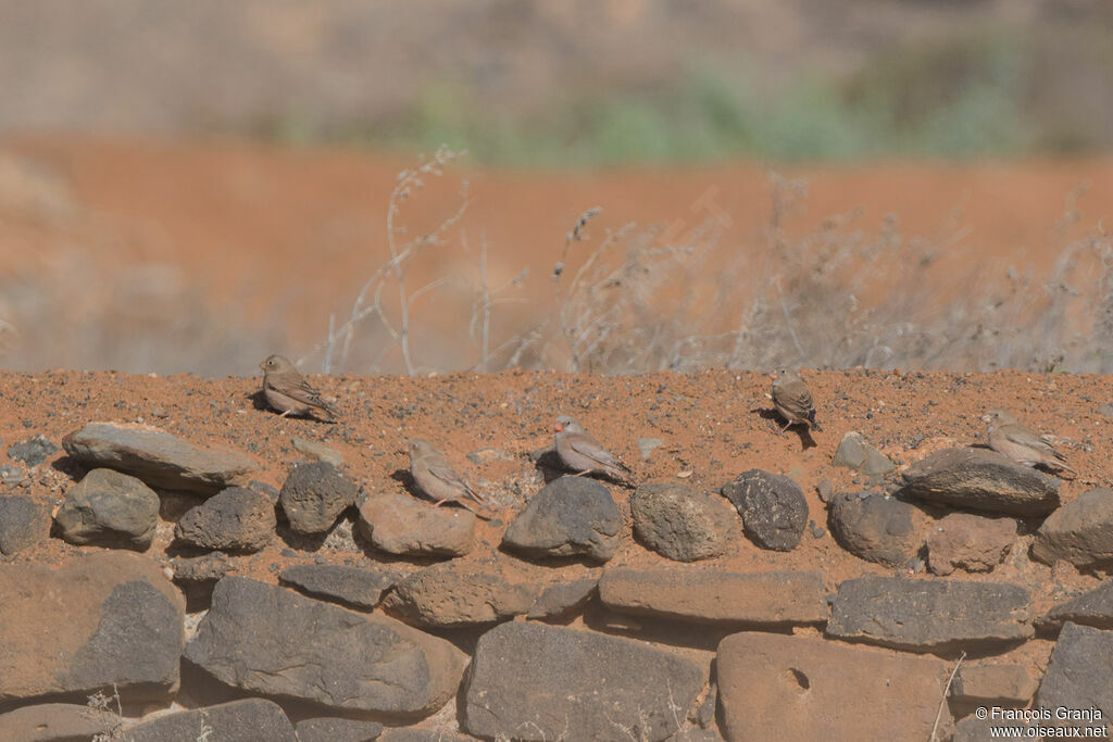 Trumpeter Finch