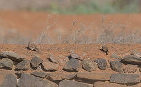 Trumpeter Finch