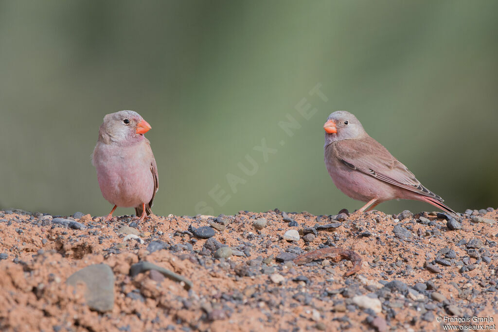 Trumpeter Finch