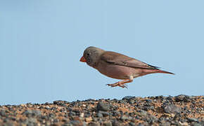 Trumpeter Finch