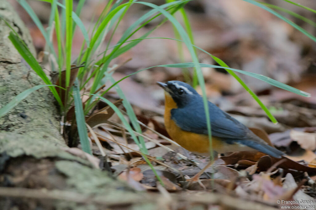 Indian Blue Robin