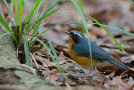Indian Blue Robin