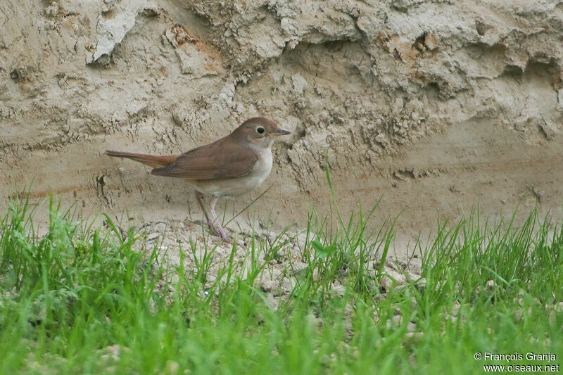 Common Nightingaleadult