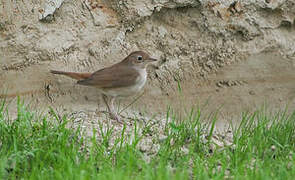 Common Nightingale