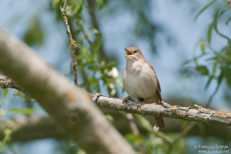 Common Nightingaleadult