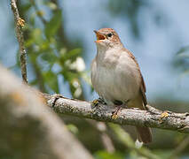 Common Nightingale