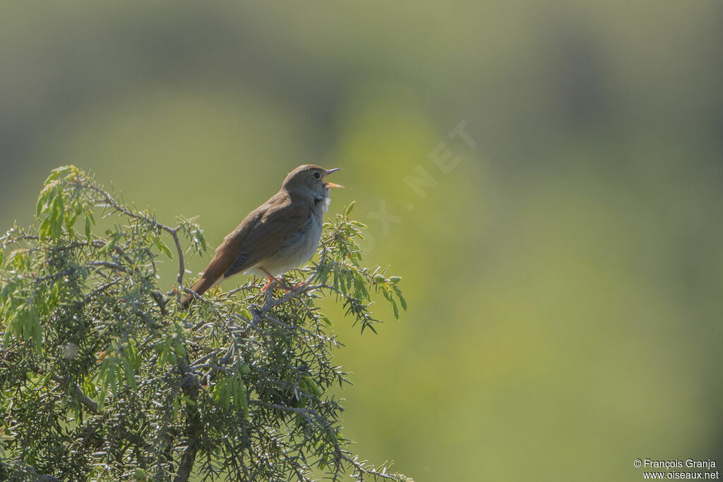 Common Nightingale