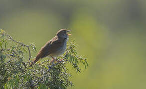 Common Nightingale