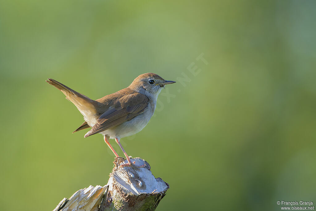 Common Nightingale