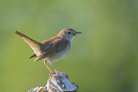 Common Nightingale