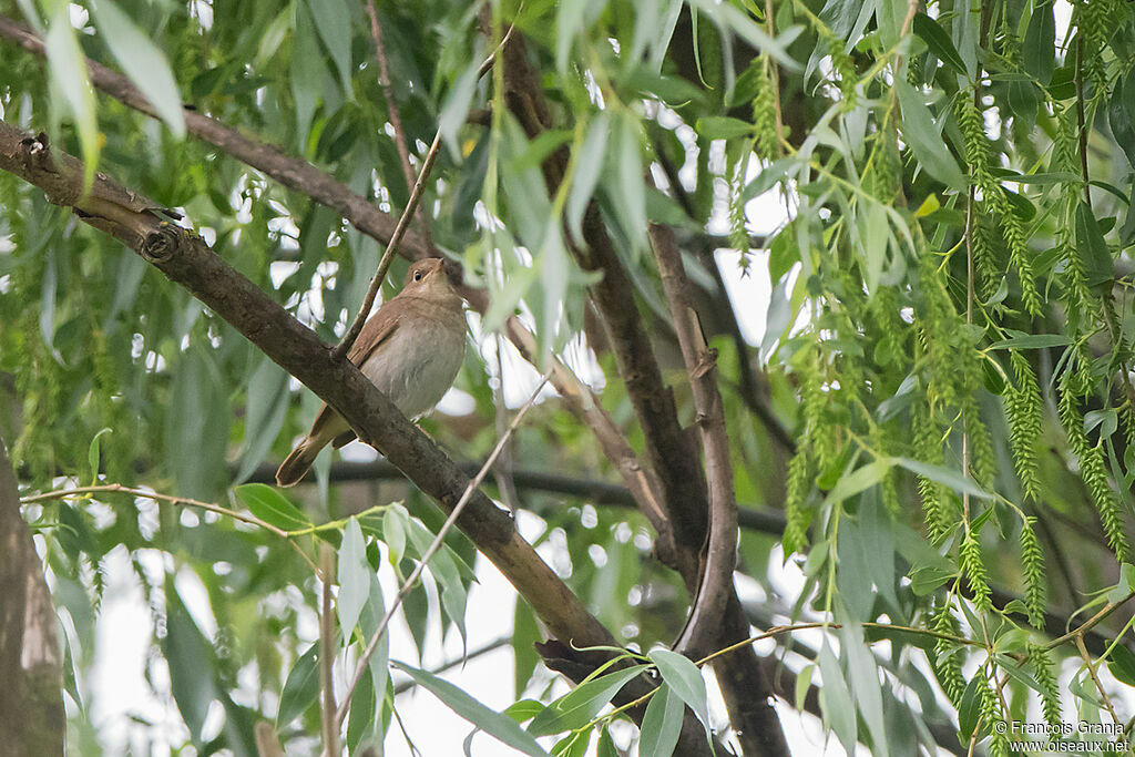 Thrush Nightingale