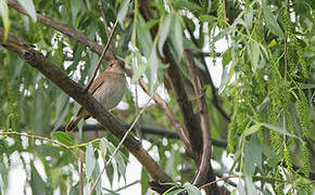 Thrush Nightingale