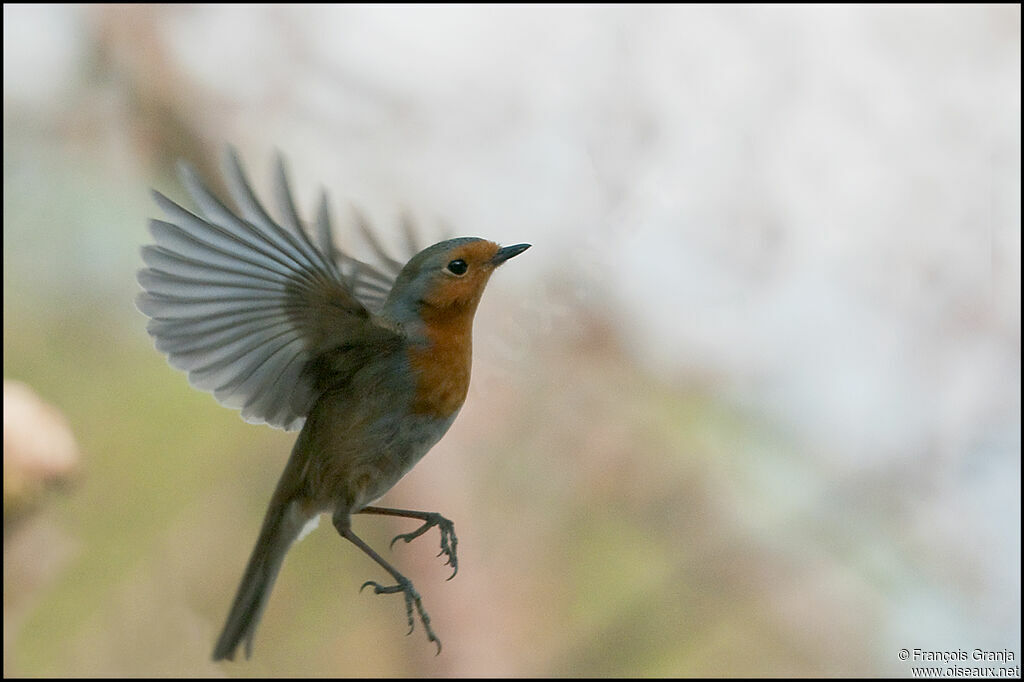 European Robinadult, Flight