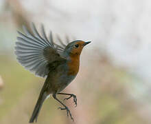 European Robin