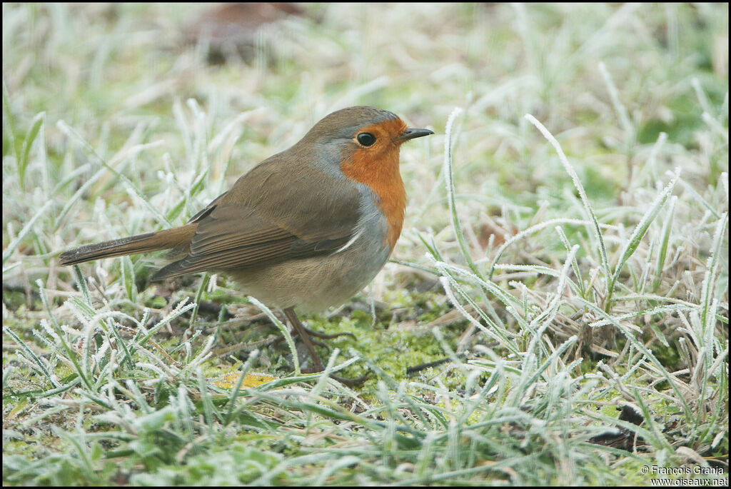 European Robinadult