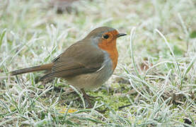 European Robin